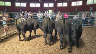 Illinois 4H 2024 Performance Angus Bulls 4 H Cattle Judging Example 4 Performance Angus Bulls
