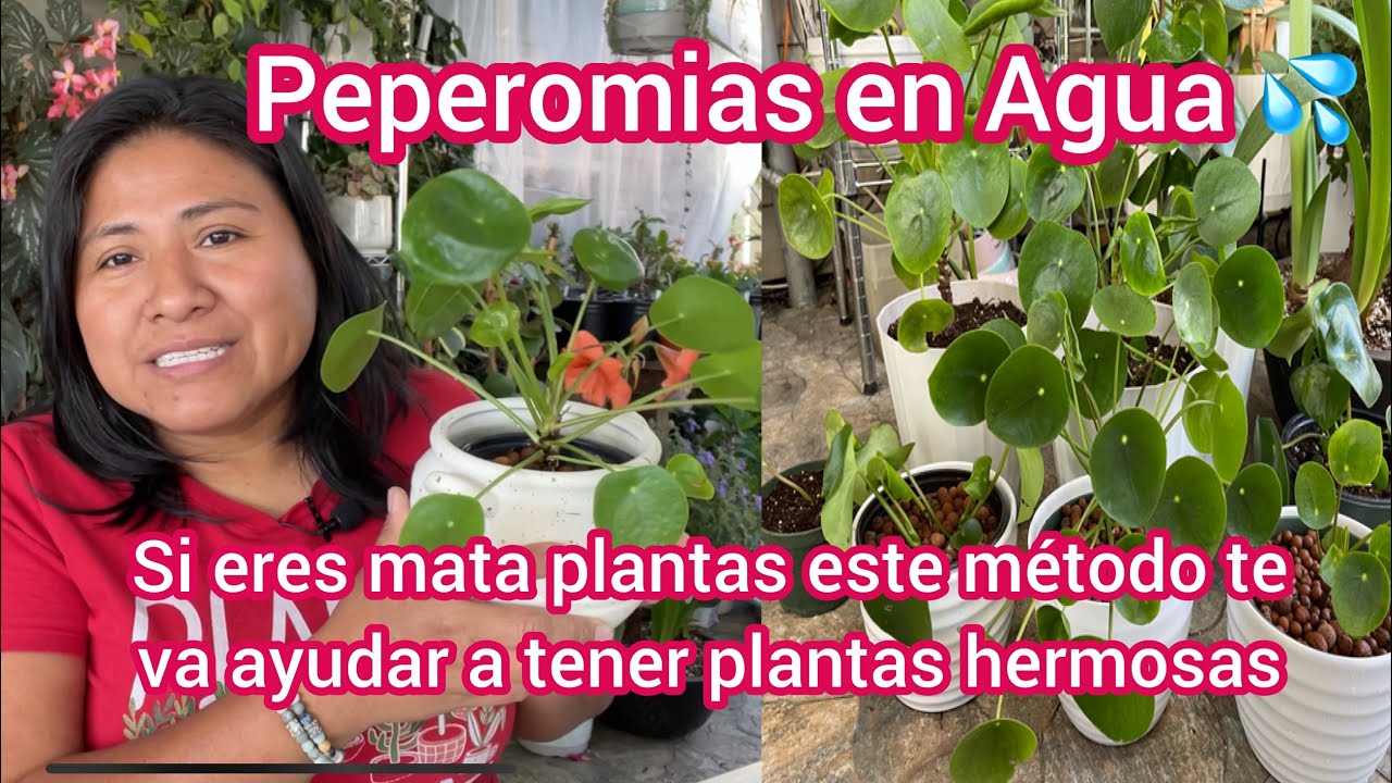 LA PLANTA DEL DINERO | PILEA PEPEROMOIDES  En Agua 💦 nunca más sete morirá