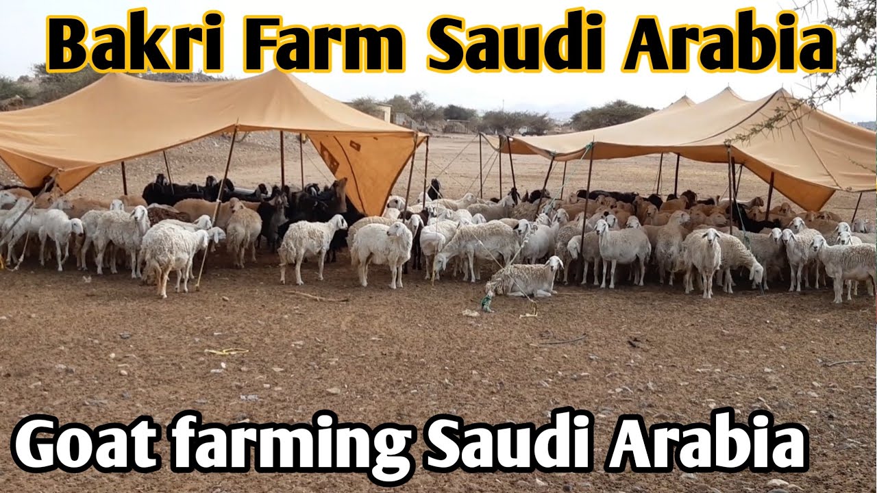 Bakri Farm Saudi Arabia  Goats farming Saudi Arabia  Bakri Palan kaise kare  Vlog Ask