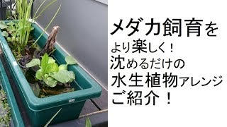 メダカ飼育をより楽しく！ 沈めるだけの水生植物アレンジご紹介！！