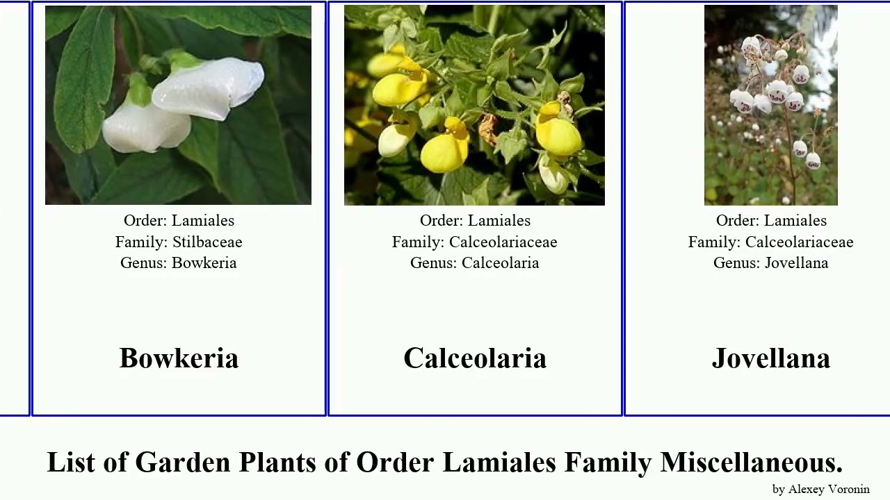 Garden Plants of Order Lamiales Family Miscellaneous