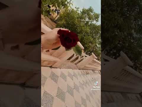 وردة واحدة لإنسان على قيد الحياة أفضل من باقة ورد على قبر