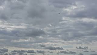 Flite Beer Flat Board Flyer