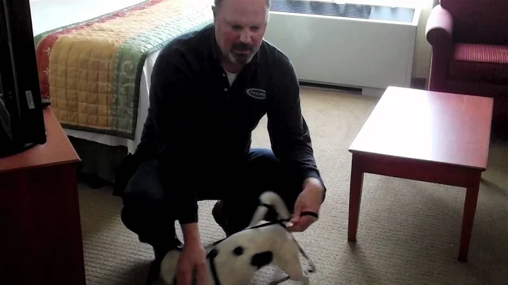 Bed Bug Canine Scent Detection