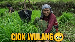 CIOK WULANG || Latest Manggarai Song || CVR. Fandri M Arwana...