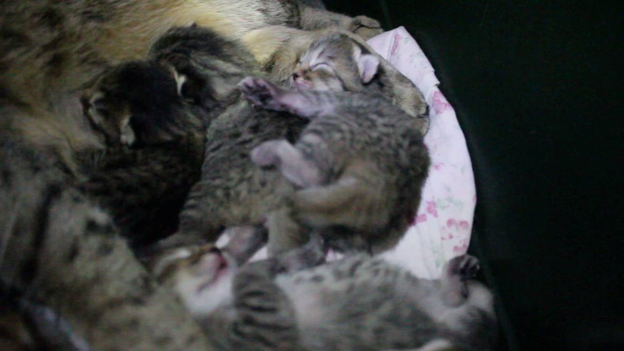 MVI 0827 нам 5 дней  котята пикси-боб (Тайна и Майкел) питомник PIXIEHOUSE г.Новосибирск