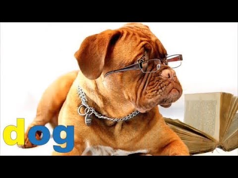 Phonics Song Kidzstation 