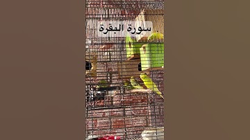 #سورة_البقرة #قرآن #عبدالباسط_عبدالصمد #مصر #اكسبلور #العراق #طيور #البادجي #quran #birds #budgies