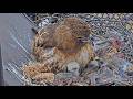 Red-tailed Hawk Chicks Poke Their Heads Out From Under Mom Before Prey Delivery | May 11, 2026