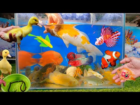 Video Tổng hợp các video cá cảnh đẹp, động vật dễ thương, cá... - youtube