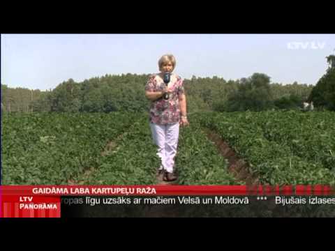 Video: Kur Pārdot Kartupeļus