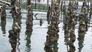 Harvesting Talaba / Oyster Resimi