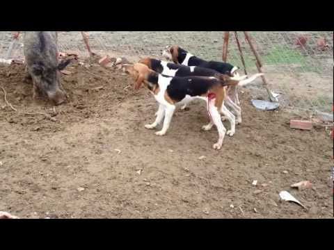 ვიდეო: Coonhound დამბლა ძაღლებში