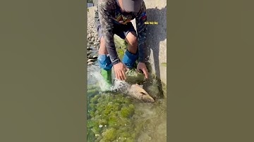 Cá Lớn - Chép Khủng ẩn nấp trong bụi cỏ 😱 #khacthuyvlogg