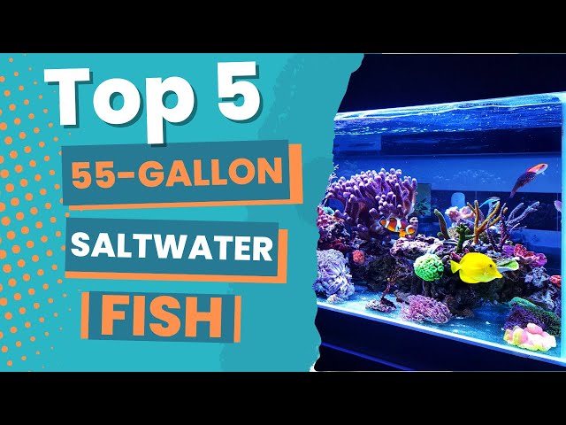 Top 5 Stunning Saltwater Fish for Your 55 Gallon Tank! You Won't Believe #2  