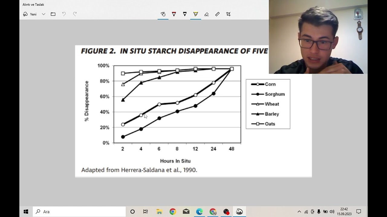 Sağmal hayvanlarda neden arpa buğday değil de mısır tercih edilir?