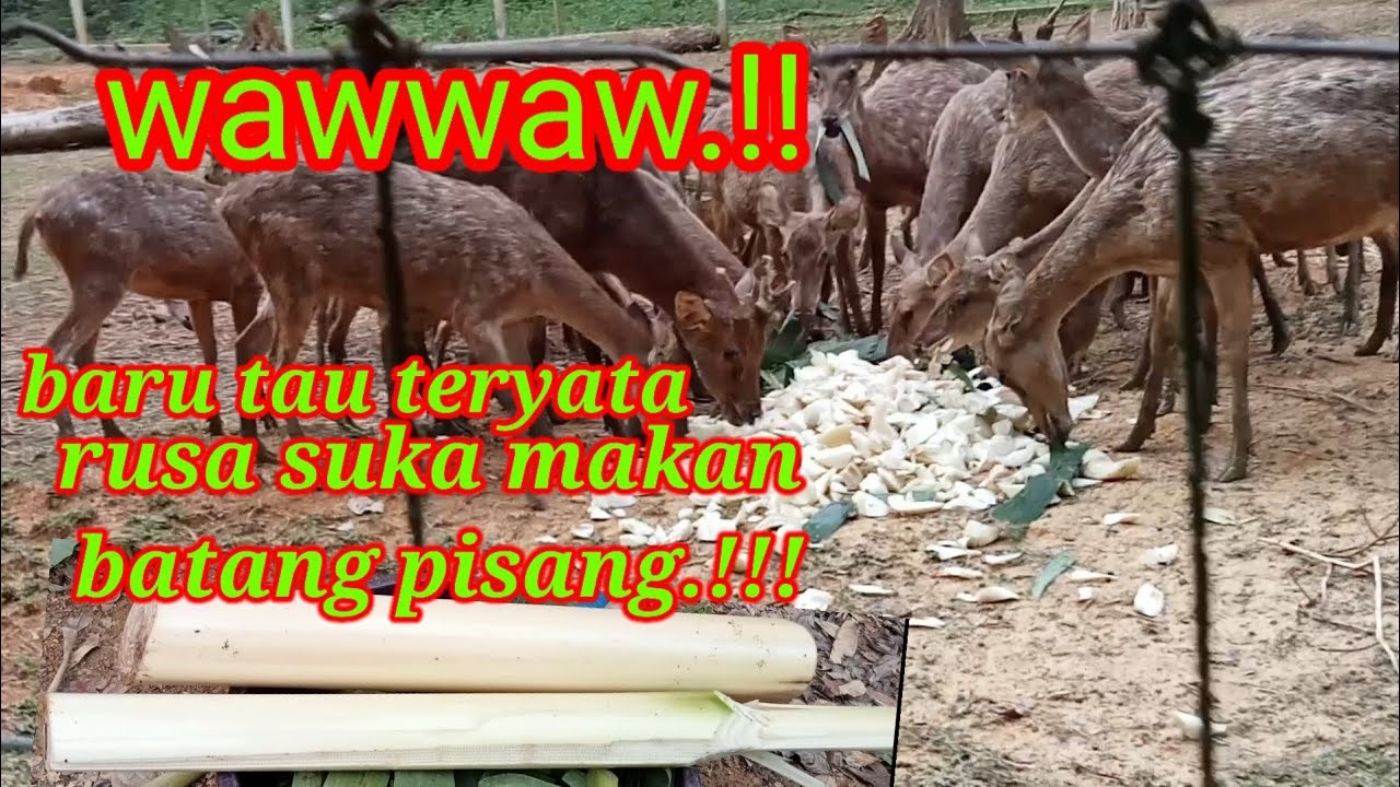 cara cepat menggemukan hewan ternak rusa.bagi makan batang pisang ...