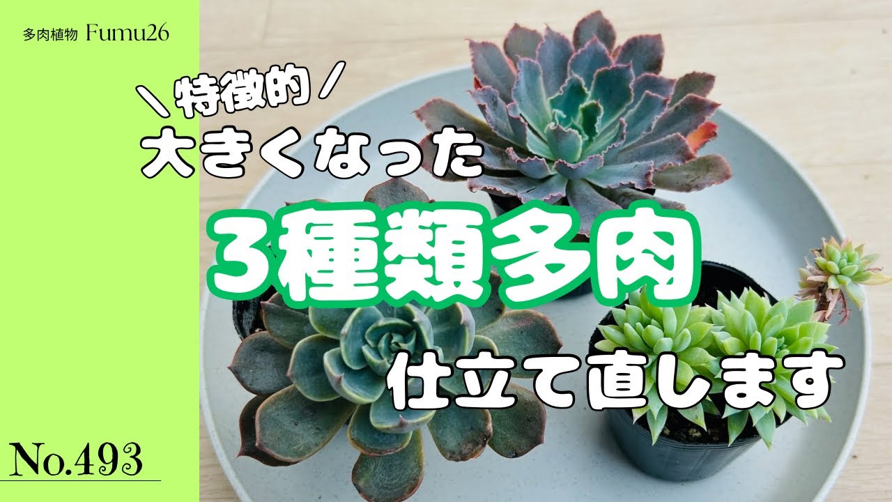 no.42多肉植物抜き苗8種セット