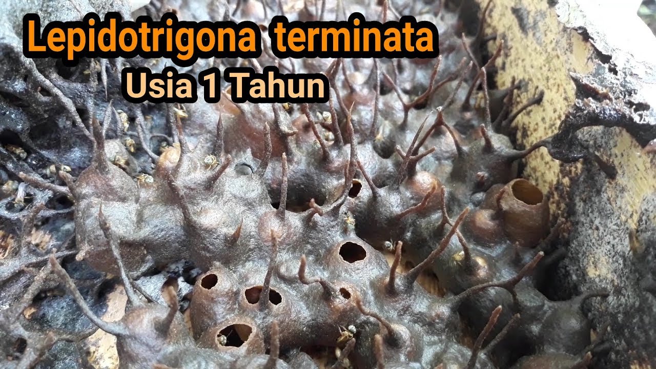 Lepidotrigona terminata 2.  Panen madu terminata usia 1 tahun