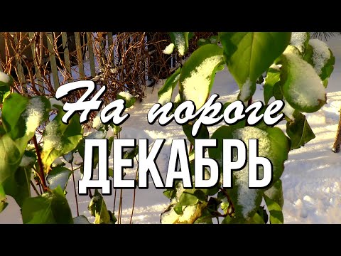 Доброе утро! Декабрь на пороге. Скоро Новый Год!