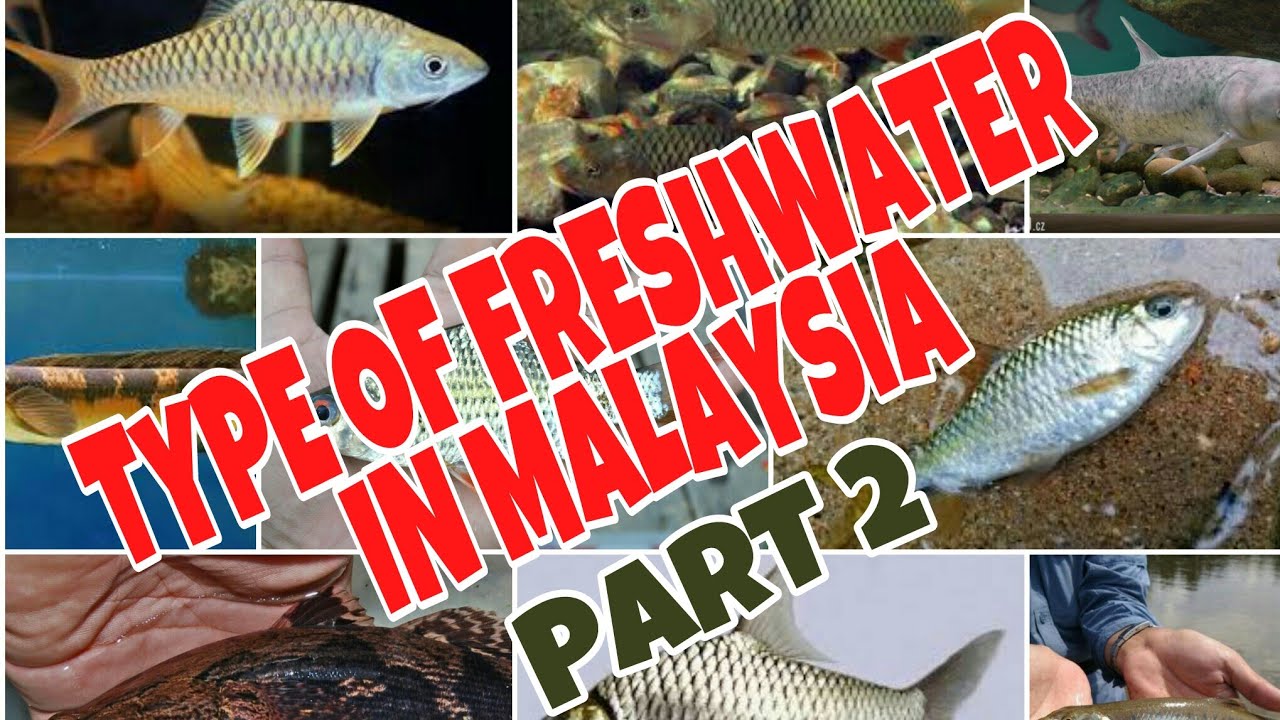 Nama Jenis Ikan Air Tawar Di Malaysia 