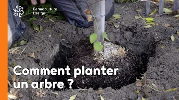 Quel est la période pour planter des arbres ?