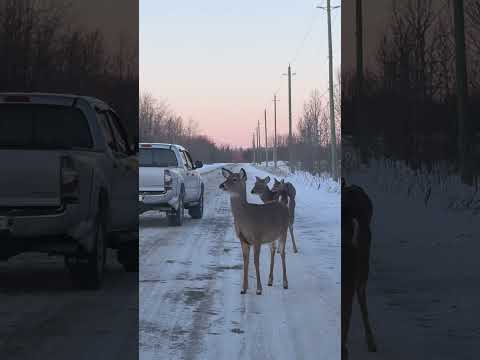 This Deer Saw Something Dangerous — Look at Her Serious Stare in the Forest! 🦌