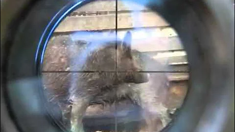 Hog kill with .25 Benjamin Marauder