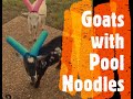 Goats with Pool Noodles on Horns!