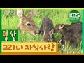‘물사슴’의 모정! 공사창립 특집다큐 ‘고라니의 사랑’ / KBS 20060303 방송