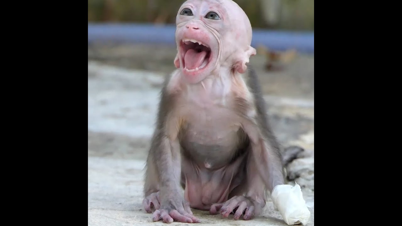 Million pity baby monkey