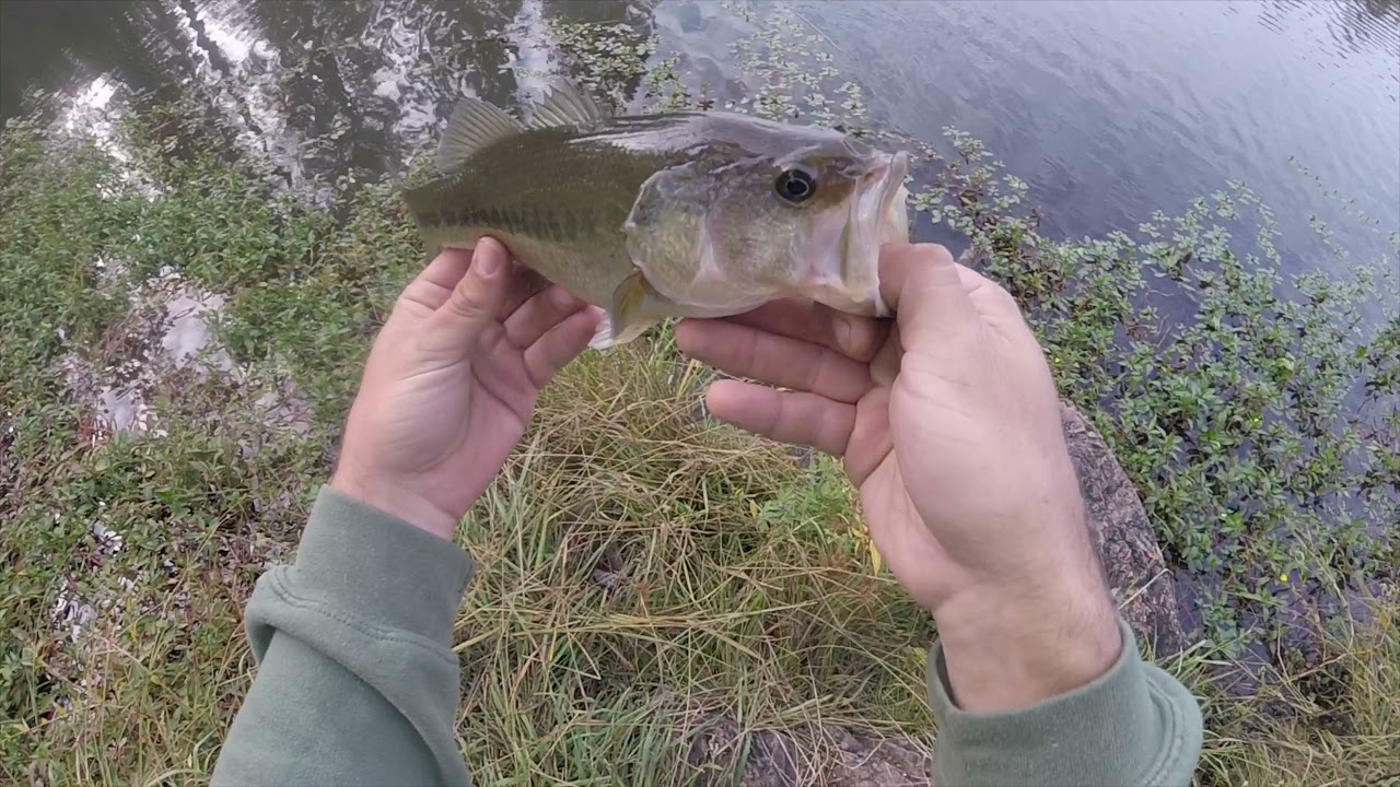 Bass fishing lake Arthur auburn ca YouTube