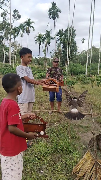Pasang tiga pikat kutilang diatas ranting #burung