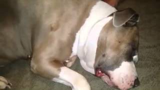 Lip Flapping, Snoring Pit Bull