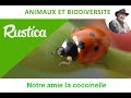 Le cycle de vie des coccinelles