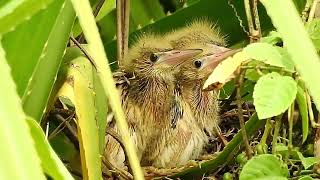 Yellow Bittern chicks 11 and 12 days old