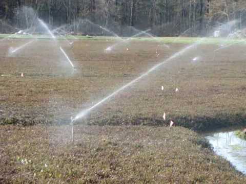 Spring Frost Protection in Cranberries