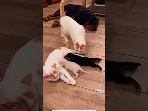 cat #cat #funny