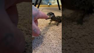 Dwarf Caiman VS Finger 😆🐊 #shorts #shortvideo #reptiles #dwarfcaiman
