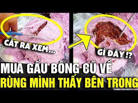 Video: Gấu trúc đỏ: ảnh, mô tả, môi trường sống