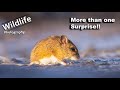 Red-Crested Pochard, Weasels and Mice | UK WILDLIFE and NATURE Photography