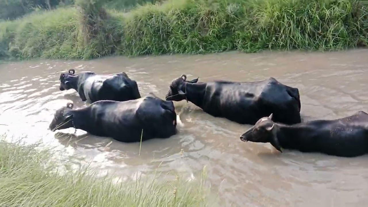 جانوروں کی ویڈیو 🐂🐂🐂🐂🐂