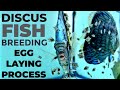 Discus fish breeding  discus fish laying eggs  discus ninja