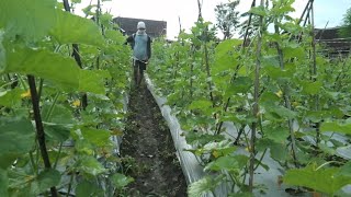 lihat melon temen,pertiwi 28 hst