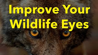 Improve Wildlife Eyes    Photoshop StepbyStep