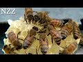 Stirbt die Honigbiene? - Dokumentation von NZZ Format (2010)