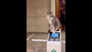 Try Not To Laugh, Cat Edition (Volume 18) #funny #cats #videos