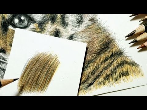色鉛筆の塗り方 解説 動物の毛並み編トラを描きながら Youtube