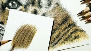 色鉛筆の塗り方 解説 動物の毛並み編トラを描きながら How To Draw Animal Body Hair With Colored Pencils Youtube