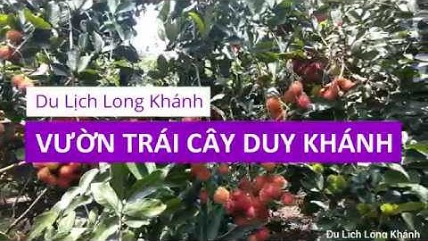 Long Khánh Review - Giới thiệu  du lịch vườn trái cây Duy Khánh